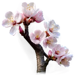 Realistic Sakura Blossom Png Blj PNG Image