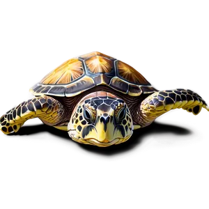 Realistic Sea Turtle Illustration Png Gkp39 PNG Image