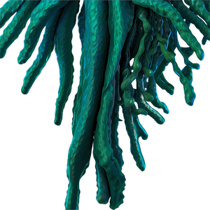 Realistic Seaweed Art PNG lgu PNG image with transparent background