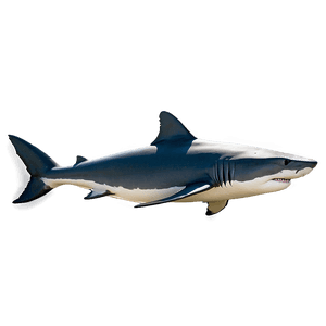 Realistic Shark Image PNG 05032024 PNG image with transparent background