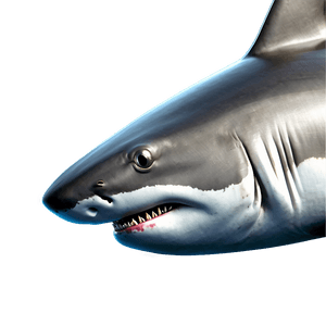 Realistic Shark Image PNG kph PNG image with transparent background