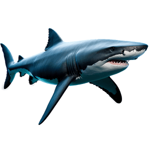 Realistic Shark Image PNG sir PNG image with transparent background