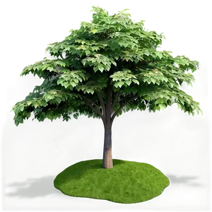 Realistic Small Tree Png 06132024 PNG Image