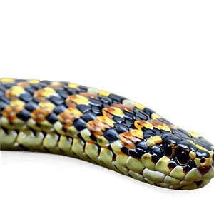Realistic Snake PNG 36 PNG image with transparent background