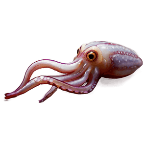Realistic Squid Art PNG gim PNG