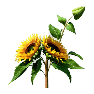 Realistic Sunflower PNG 05032024 PNG image with transparent background