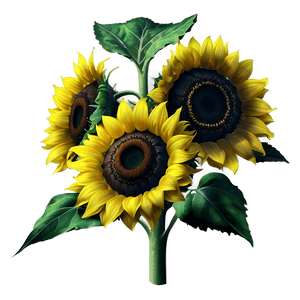 Realistic Sunflower PNG qek13 PNG image with transparent background