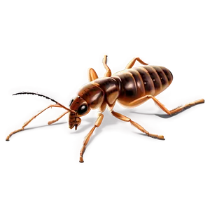 Realistic Termite Graphic Png 06292024 PNG Image