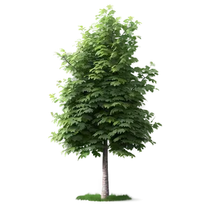 Realistic Tree Elevation Png Kvr94 PNG Image