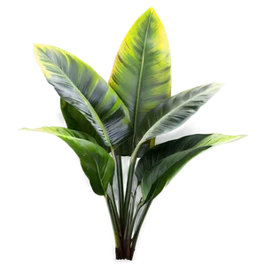 Realistic Tropical Plants Png Mrp89 PNG Image