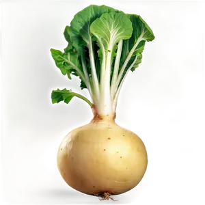 Realistic Turnip Png 78 PNG Image