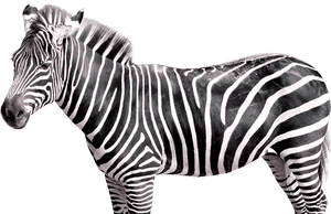 Realistic Zebra Transparent Free Png - Zebra Transparent, Png Download PNG image with transparent background