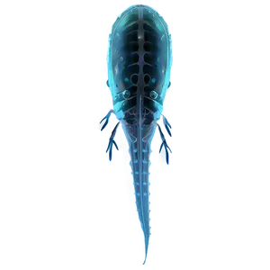 Realistic Zooplankton Png Tta PNG Image