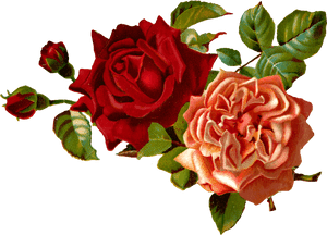 Stock Roses Digital Images - Red Flower Png Transparent, Png Download PNG image with transparent background