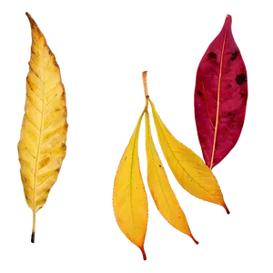 Red And Yellow Fallen Leaves Png 06292024 PNG Image