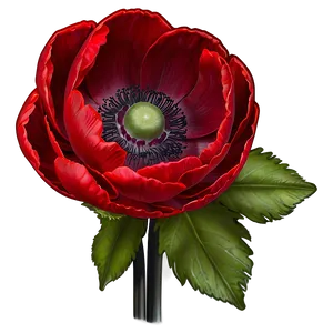 Red Anemone Png Brv44 PNG Image