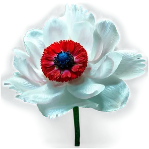 Red Anemone Png Foc PNG Image