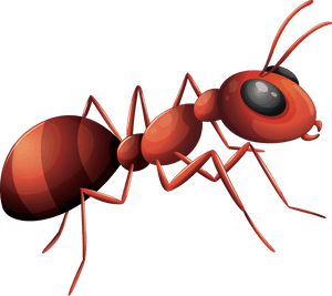 Ant Png, Transparent Png PNG image with transparent background