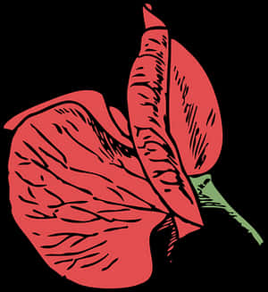 Red Anthurium Vector Illustration PNG image with transparent background