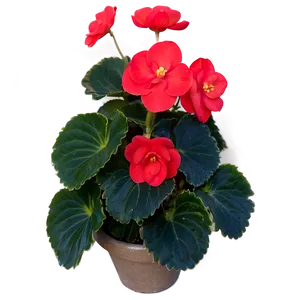 Red Begonias Beauty Png Buf PNG Image