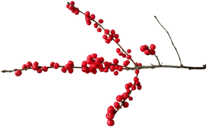 Christmas, Deco, Christmas Motif, Berry Red, Branch - Christmas Berries Transparent Background, HD Png Download PNG image with transparent background