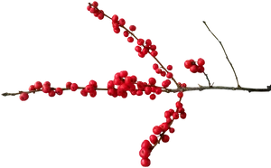 Red Berries Branch Transparent Background PNG Image