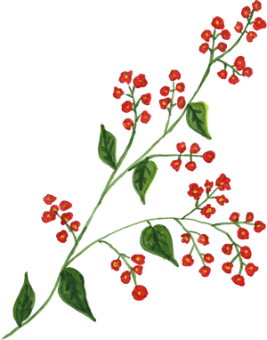 Berry Branch Png, Transparent Png PNG with transparent background