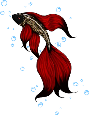 Red Betta Fish Artwork PNG Image