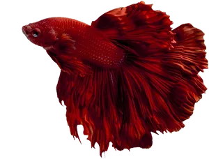 Red Betta Fish Elegant Swim PNG Image