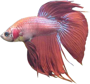 Red Betta Fish Swimming PNG Image