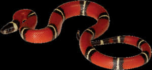 Red Black Banded Snake PNG image with transparent background