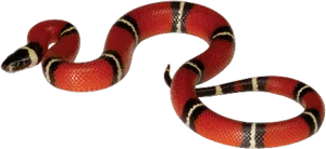 Red Black Banded Snake PNG Image