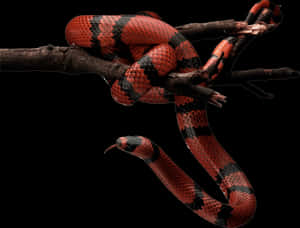Red Black Snakeon Branch.jpg PNG image with transparent background