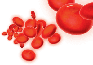 Red Blood Cells Illustration PNG