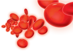 Red Blood Cells Illustration PNG Image