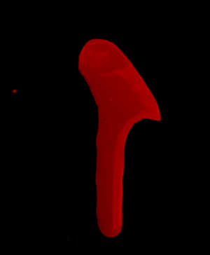 Red Blood Dripon Black Background PNG image with transparent background