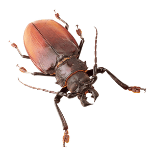 Red Brown Beetle Isolated Background PNG image with transparent background