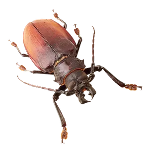 Red Brown Beetle Isolated Background PNG Image