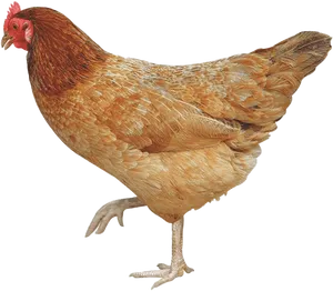 Red Brown Hen Standing Transparent Background.png PNG Image