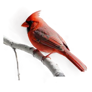 Red Cardinal A PNG Image