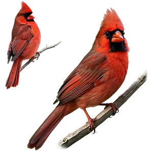 Red Cardinal B PNG Image