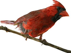 Cardinal - Northern Cardinal, HD Png Download PNG image with transparent background