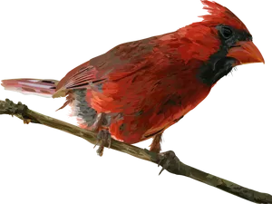 Red Cardinal Bird Perched PNG Image