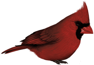 Cardinal Png With No Background - Cardinal Bird No Background, Transparent Png PNG image with transparent background