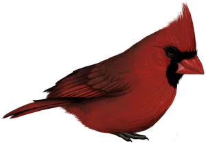 Red Cardinal Bird Profile PNG Image