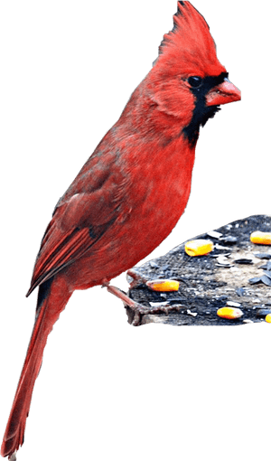 Transparent Cardinal Bird Png - Northern Cardinal, Png Download PNG image with transparent background