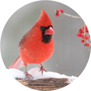 Red Cardinalin Snow PNG Image