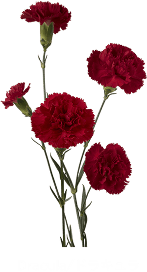 Dracula Carnation, HD Png Download PNG image with transparent background