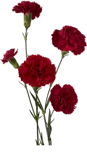 Red Carnation Blooms Dark Background PNG Image