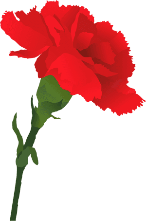 Carnation Clipart Png, Transparent Png PNG image with transparent background
